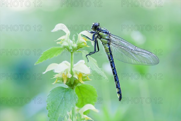 Common Clubtail (Gomphus vulgatissimus) on Yellow Archangel (Lamium galeobdolon)