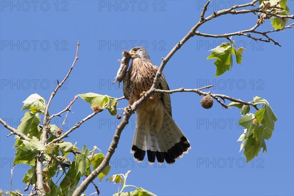 Common Kestrel (Falco tinnunculus) with captured Vole (Microtus arvalis)