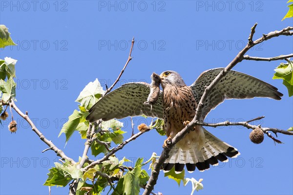 Common Kestrel (Falco tinnunculus) with captured Vole (Microtus arvalis)