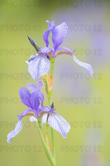 Siberian iris (Iris sibirica)