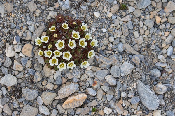 Irish Saxifrage (Saxifraga rosacea)