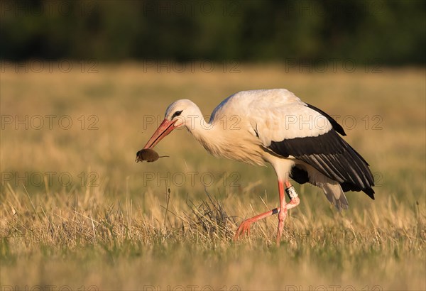 White Stork (Ciconia ciconia) with captured Vole (Microtus arvalis)