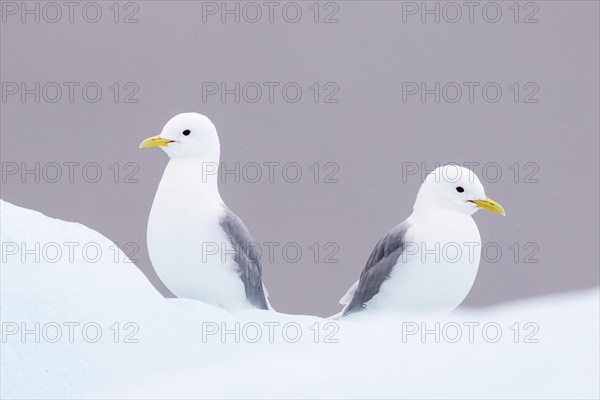 Two Glaucous Gulls (Larus hyperboreus)