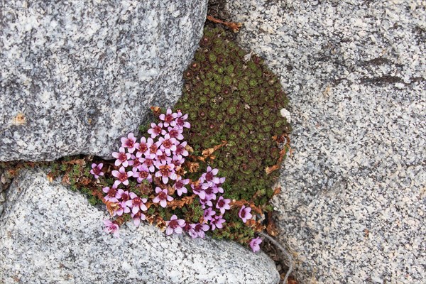 Purple Saxifrage (Saxifraga oppositifolia)