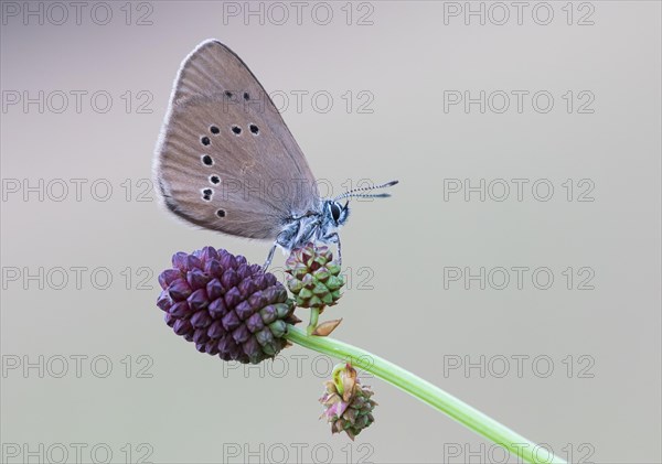 Scarce Large Blue (Phengaris teleius) on Great Burnet (Sanguisorba officinalis)