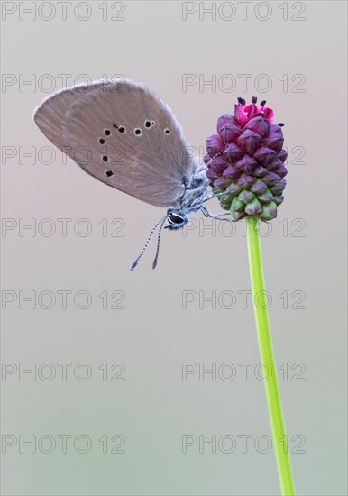 Scarce Large Blue (Phengaris teleius) on Great Burnet (Sanguisorba officinalis)