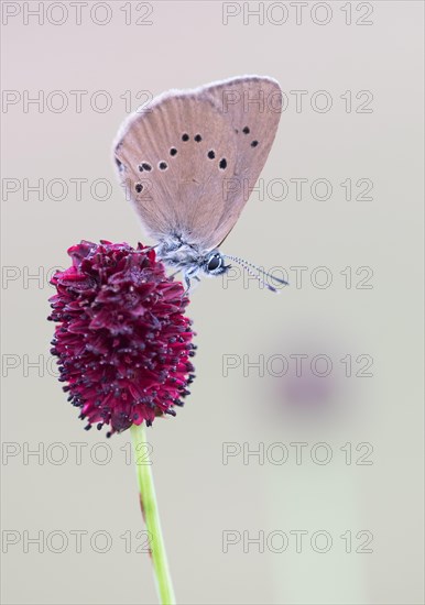 Scarce Large Blue (Phengaris teleius) on Great Burnet (Sanguisorba officinalis)