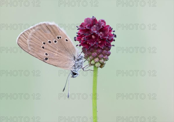 Scarce Large Blue (Phengaris teleius) on Great Burnet (Sanguisorba officinalis)