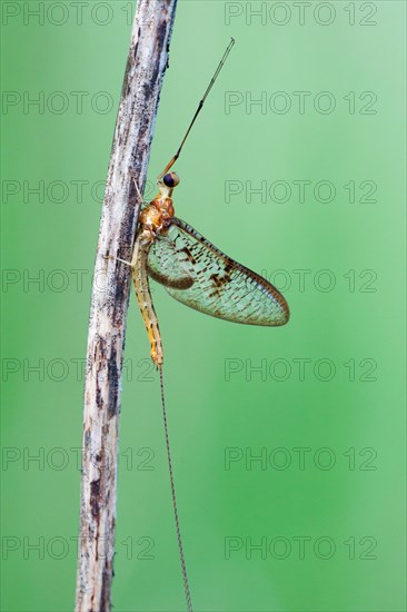 Mayfly (Ephemeroptera)