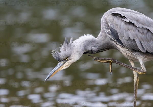 Young Grey Heron (Ardea cinerea) scratching itself