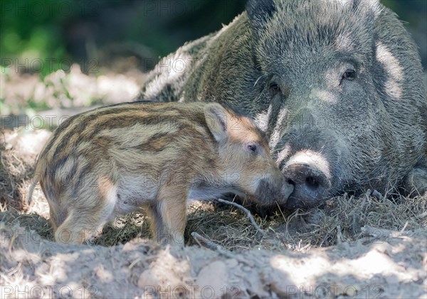 Wild boar (Sus scrofa)