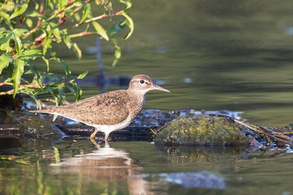 Sandpiper (Actitis hypoleucos) in the water