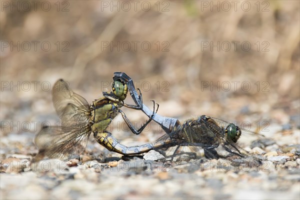 Black-tailed skimmers (Orthetrum cancellatum)