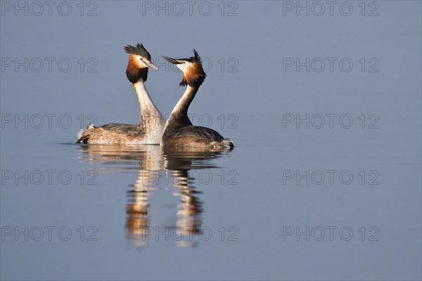 Courting Great Crested Grebes (Podiceps cristatus)