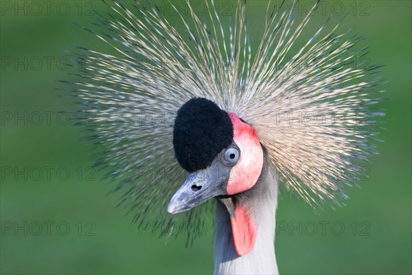 Black crowned crane (Balearica pavonina)