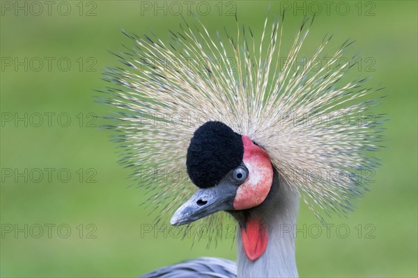 Black crowned crane (Balearica pavonina)