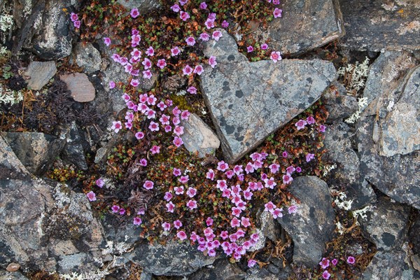 Purple saxifrage (Saxifraga oppositifolia)