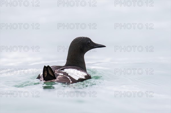 Black guillemot (Cepphus grylle)