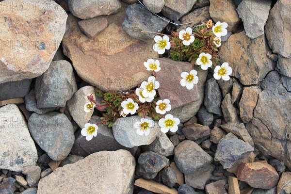 Irish Saxifrage (Saxifraga rosacea)