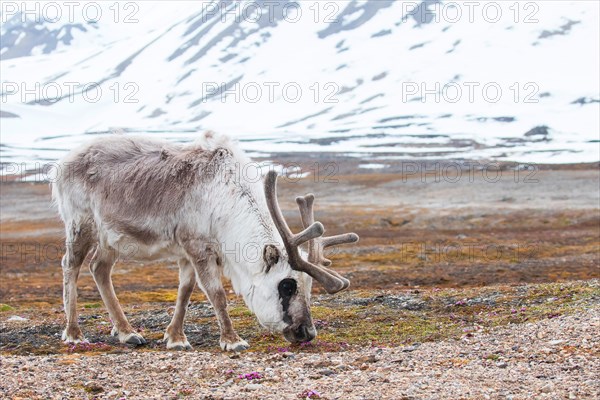 Svalbard reindeer (Rangifer tarandus platyrhynchus)