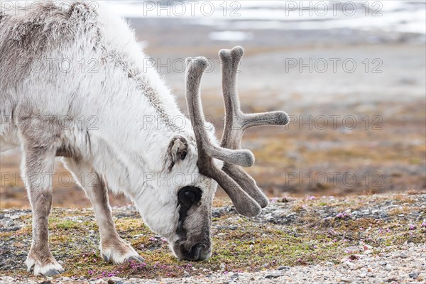 Svalbard reindeer (Rangifer tarandus platyrhynchus)