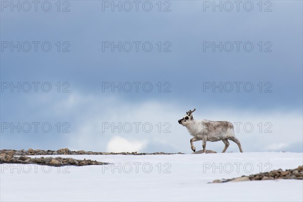 Svalbard reindeer (Rangifer tarandus platyrhynchus)