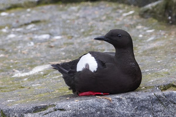 Black guillemot (Cepphus grylle)