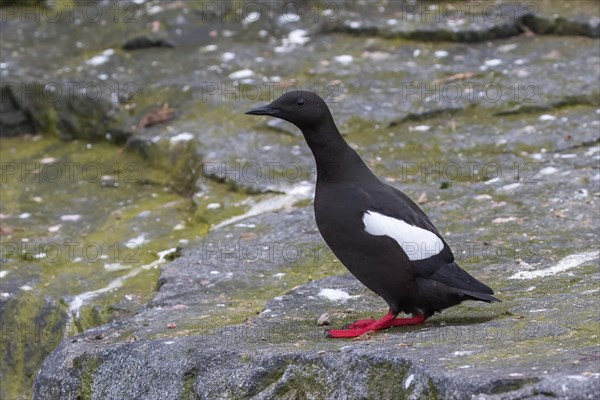 Black guillemot (Cepphus grylle)