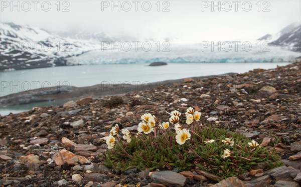 Mountain avens (Dryas octopetala)