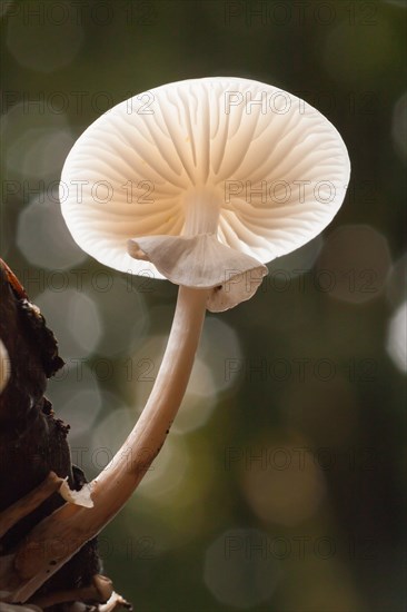 Porcelain fungus (Oudemansiella mucida)