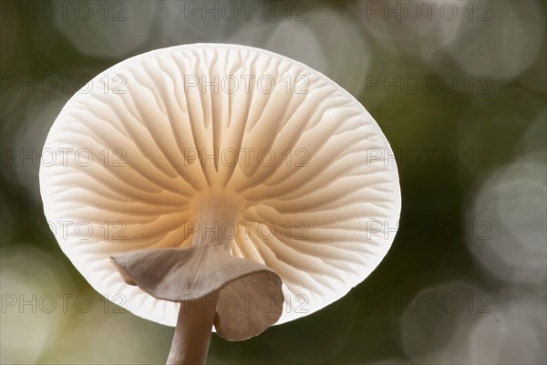 Porcelain fungus (Oudemansiella mucida)