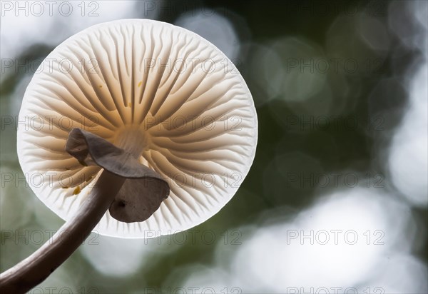 Porcelain fungus (Oudemansiella mucida)