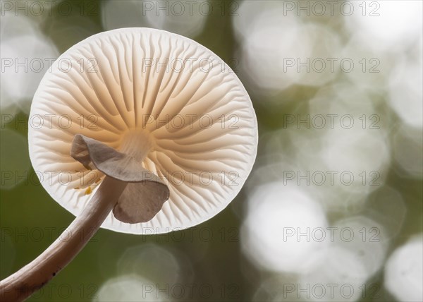 Porcelain fungus (Oudemansiella mucida)