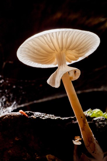 Porcelain fungus (Oudemansiella mucida)