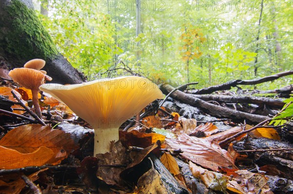 Milk-white brittlegill (Russula Delica) in autumnal beech forest