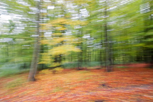 Autumnal beech forest (Fagus)