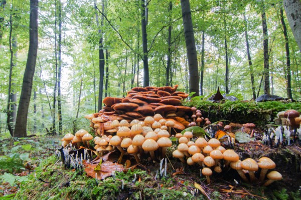 Conifer Tuft (Hypholoma capnoides) in autumnal forest