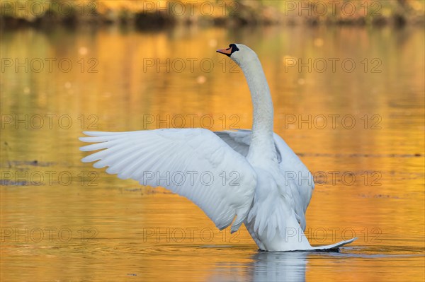 Mute swan (Cygnus olor) flapping wings in autumnally coloured water