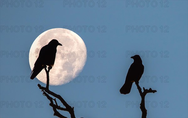 Two rooks (Corvus frugilegus) sitting on dead branches at full moon