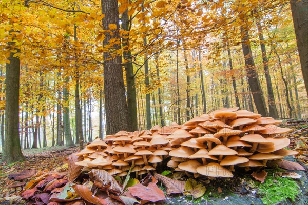 Sulphur tuft or clustered woodlover (Hypholoma fasciculare) in deciduous forest