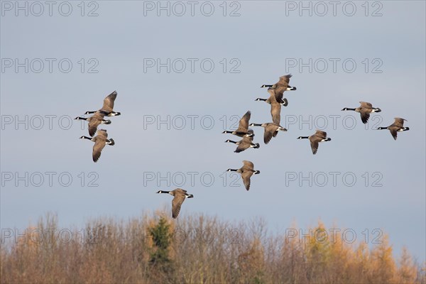 Canada Geese (Branta canadensis)