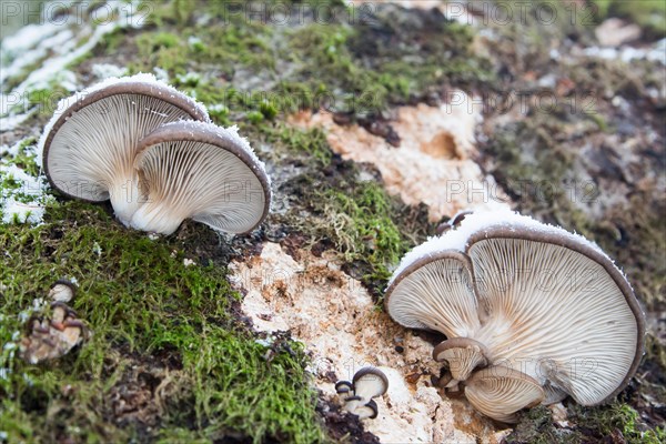 Oyster mushrooms (Pleurotus ostreatus)