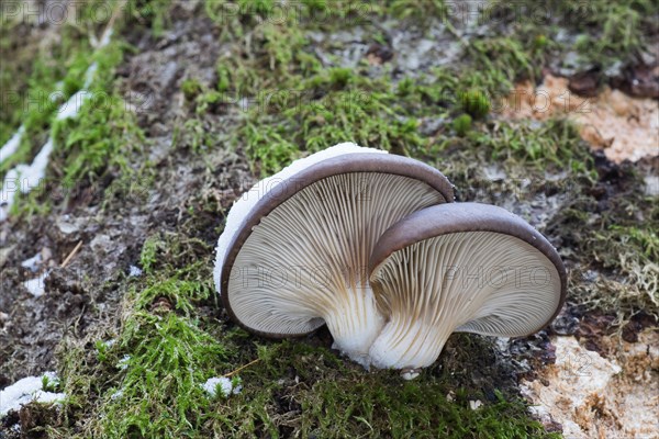 Oyster mushrooms (Pleurotus ostreatus)