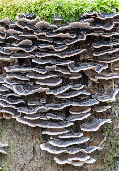 Turkey tail (Trametes versicolor) on tree stump