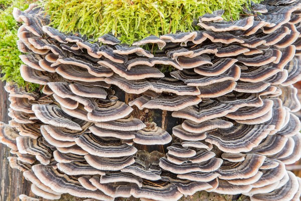 Turkey tail (Trametes versicolor) on tree stump