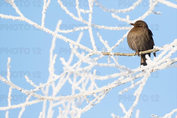 Blackbird (Turdus merula) female sitting on branch with hoarfrost