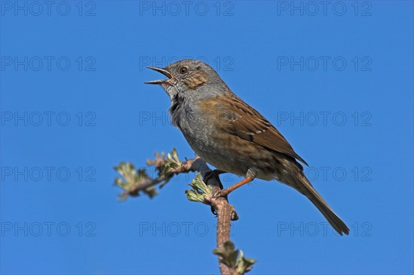 Singing Dunnock (Prunella modularis) on branch