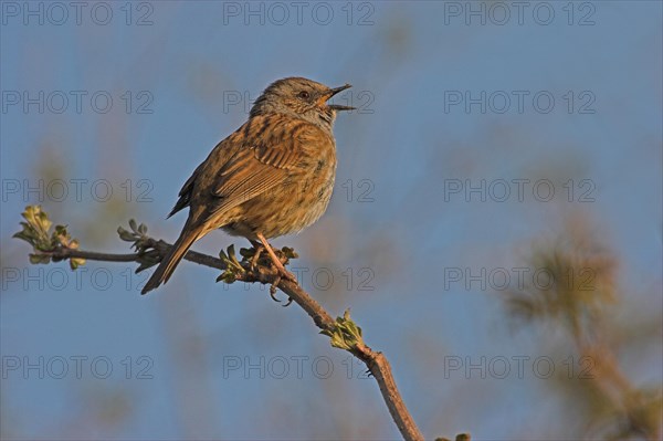 Singing Dunnock (Prunella modularis) on branch