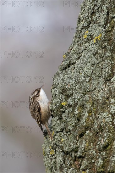 Short-toed treecreeper (Certhia brachydactyla) on a tree trunk