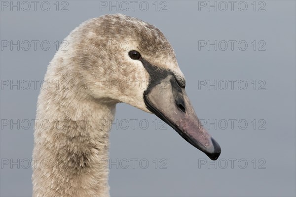 Mute swan cygnet (Cygnus olor)